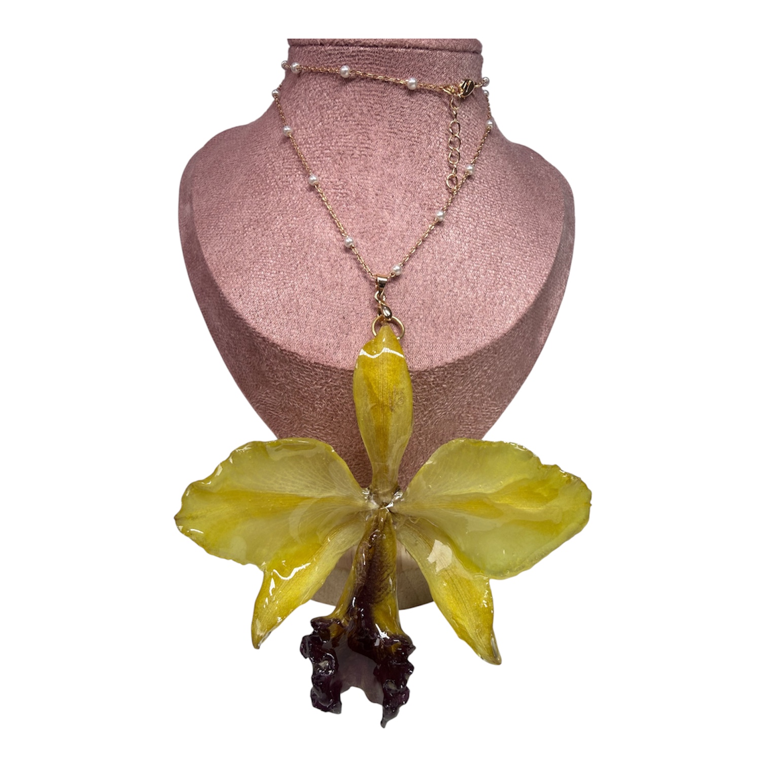Collar Cattleya